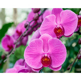Digital Flowers DIY Oil Painting For Adult Painting