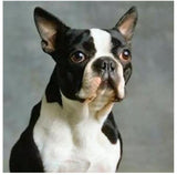 5D DIY Diamond Painting Boston Terrier Dog Resin Square Diamond Needlework CrossEmbroidery Home Decor Painting Craft