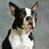 5D DIY Diamond Painting Boston Terrier Dog Resin Square Diamond Needlework CrossEmbroidery Home Decor Painting Craft