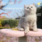 Чорчубаи гурба кӯҳнавардӣ Cat Nest Cat Tree Интегралӣ офтобпарасти хурд ва миёна