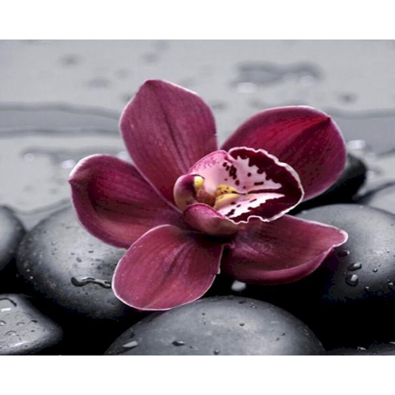 Digital  Flowers DIY Oil Painting For Adult Painting