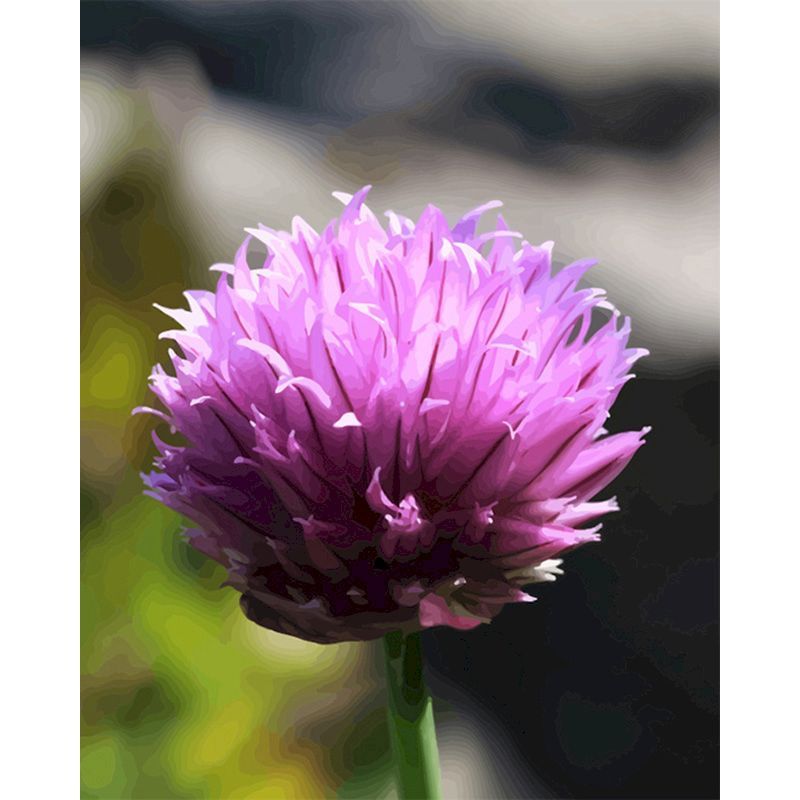 Digital  Flowers DIY Oil Painting For Adult Painting