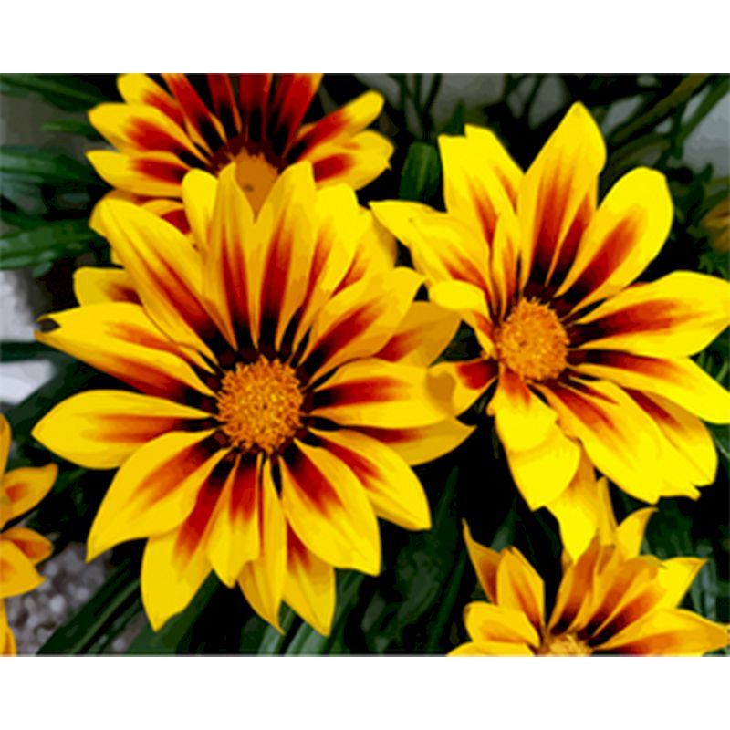 Digital  Flowers DIY Oil Painting For Adult Painting