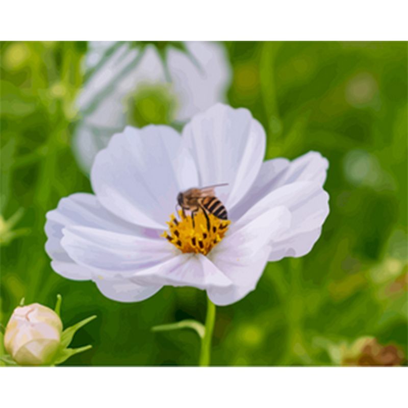 Digital  Flowers DIY Oil Painting For Adult Painting