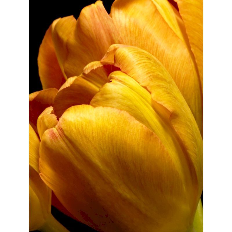 Digital  Flowers DIY Oil Painting For Adult Painting