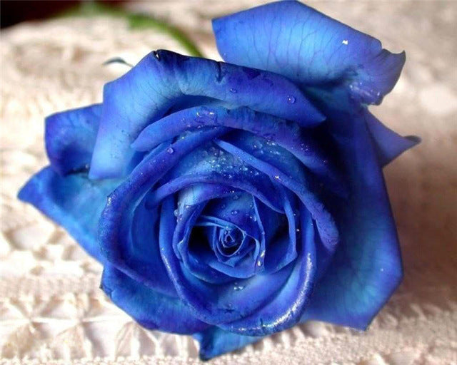 Digital  Flowers DIY Oil Painting For Adult Painting