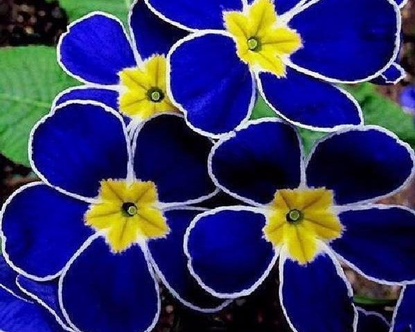 Digital  Flowers DIY Oil Painting For Adult Painting
